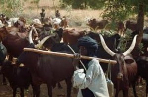 fulani-herdsmen