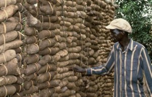 Yam Produce: Benue Farmers\Traders Seek Improved Value