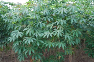 Cassava farm