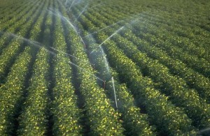 irrigation farming