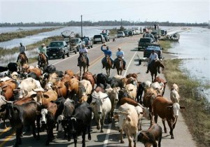 cattle