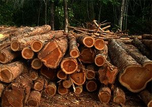 Kogi, Felling of trees