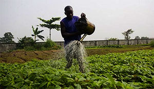 Agriculture, Cross River, PIND