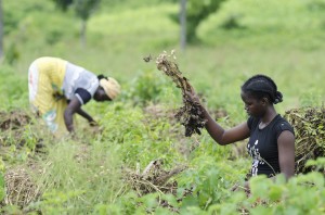 Economic Diversification: 5,000 Farmers Undergo Training On Wheat Cultivation