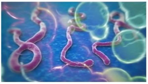 Ebola-Virus