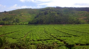 Rwanda-farms