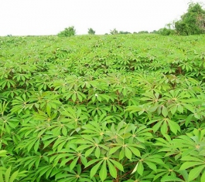 Cassava_Farm