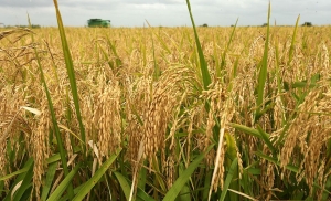 Rice Farming in Nigeria