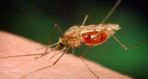 malaria attack 