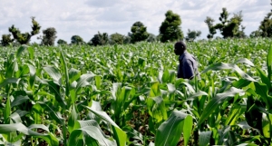 Agriculture, US, Nigeria