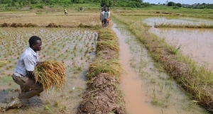 Farmers in Anambra 