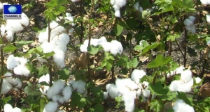 Cotton field