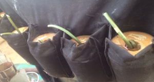 Female Suicide Bombers Die In Foiled Attack