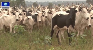 cattle rustlers-Army