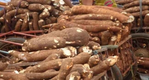 Ogun government on mechanised cassava production