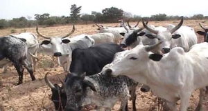 Police Present Recovered Cattle To Rightful Owner In Yobe