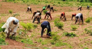 Benue farmers, Anchor Borrowers