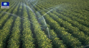 irrigation-farming