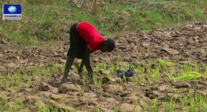 NABDA Trains Farmers On Rice Production