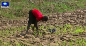 CBN, anchor borrowers' programme, rice sufficiency