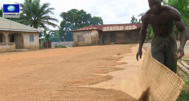 Rice-Production-in-Nigeria