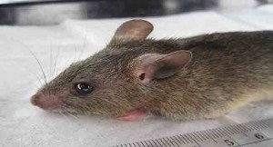 Delta, Market, Lassa Fever Disease