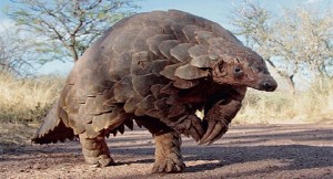 Wild- Pangolin