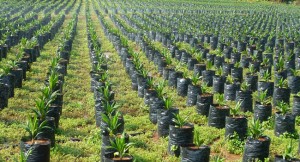 Oil-Palm plantation in Abia State