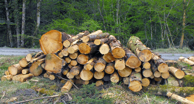 Ogun Govt Warns Against Illegal Forest Operations