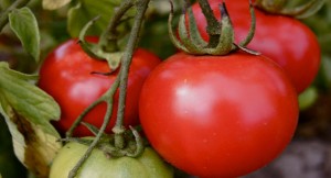 Tomato-scarcity-in-Nigeria