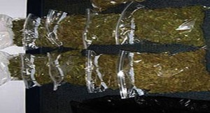 Indian hemp illicit drug