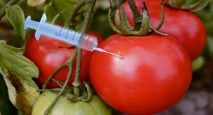 Genetically Modified Food Tomato