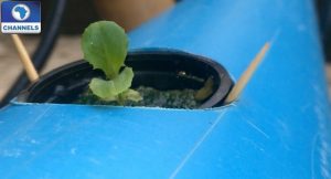 hydroponic-farming-system