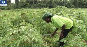 Economic Recession: Bank of Agriculture Disburses N21.5billion to 107,200
