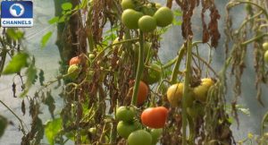 Agriculture-tomato-farming