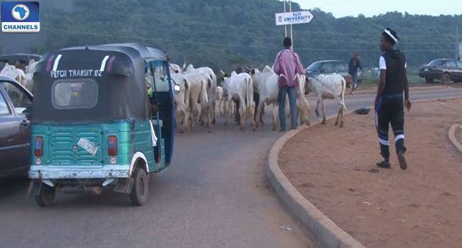 cattle-in-abuja