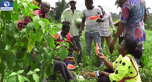 bakassi-idps-farming-water-melon