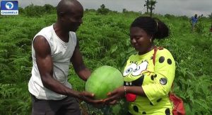 farming-nigeria-bakassi-idps