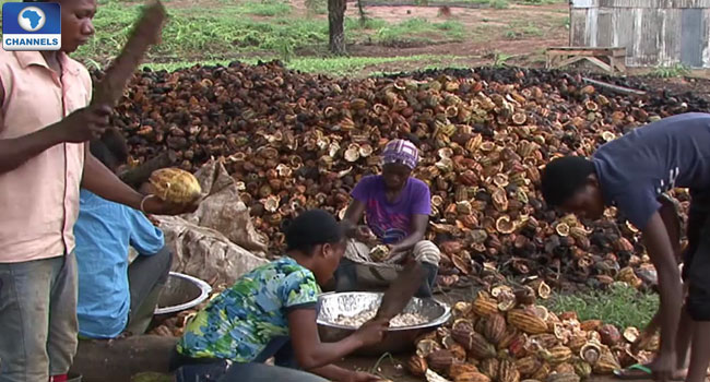 cocoa-in-nigeria