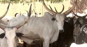 Over 200 Animals Recovered From Rustlers In Kaduna