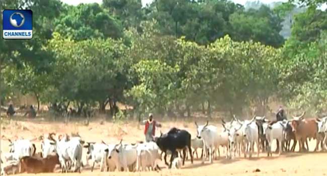 Farmers, Herdsmen Clash: NAPRI Urges Herders To Embrace Ranching