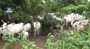 Taraba Farmers Protest Over Anti-Grazing Bill