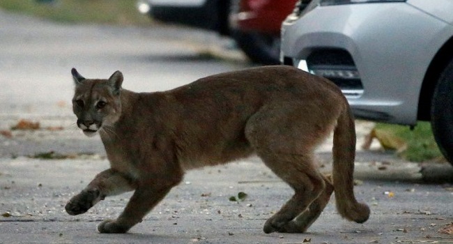 Why would anyone keep a puma, a dangerous carnivorous predator, as a pet? (AFP Photo/Andres PINA)