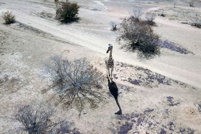 The Koure Giraffe Reserve, located 60 kilometres (35 miles) southeast of Niger's capital Niamey, is a rare success story for conservation in the vast hard-scrabble rim of the Sahara. Souleymane Ag Anara / AFP