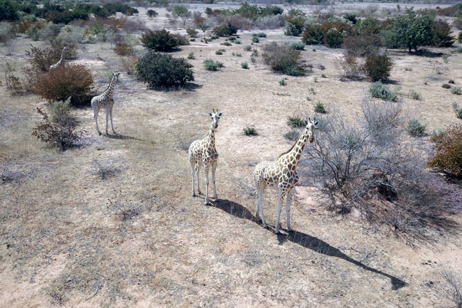 (FILES) In this file photo taken on February 25, 2020 This aerial view shows giraffes in Kouré. One of the most famous animal sanctuaries in the Sahel faces a troubled future after suspected jihadists murdered eight people, six of them young French aid workers. Souleymane Ag Anara / AFP