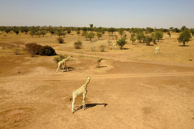 (FILES) In this file photo taken on February 25, 2020 This aerial view shows giraffes in Kouré. One of the most famous animal sanctuaries in the Sahel faces a troubled future after suspected jihadists murdered eight people, six of them young French aid workers. Souleymane Ag Anara / AFP