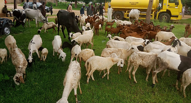 This photo, released by police in Katsina on August 15, 2022, shows some animals recovered by police operatives.