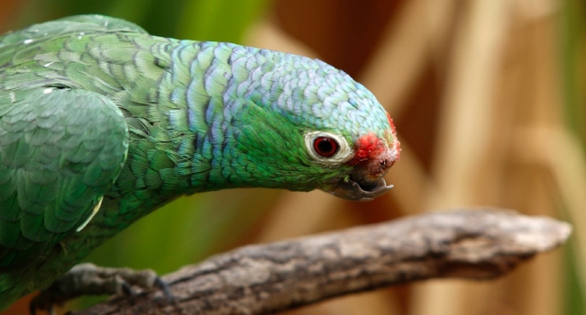 A bird found with a broken beak and signs of mistreatment is seen at the El Jardin de Alado rescue centre in the Ilalo sector in Quito, on September 29, 2023. A pair of caged jaguars on a hacienda has uncovered a cruel trend among Ecuador's drug traffickers. In the style of cocaine baron Pablo Escobar, drug lords set up clandestine zoos that endanger the fauna in a megadiverse country. This is not the only case, but it is one of the most striking.