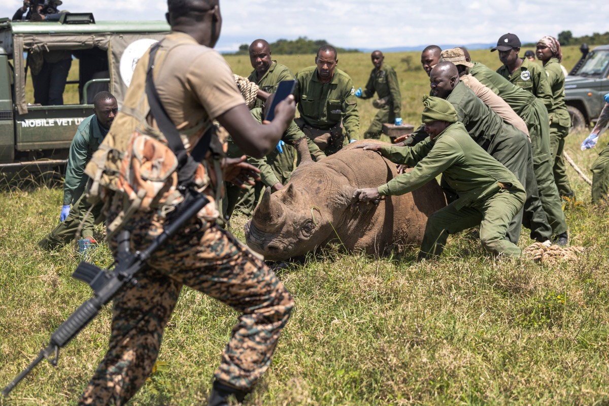 Kenya Wildlife