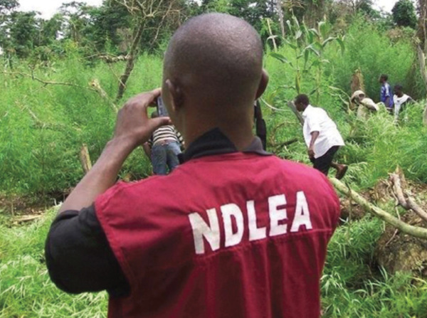 NDLEA,Osun state, cannabis sativa,